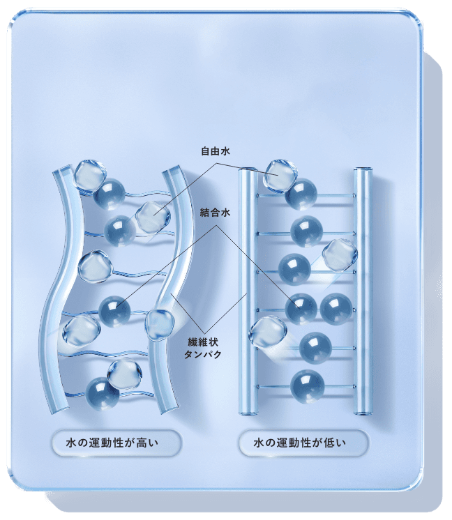 髪内部の水の動き